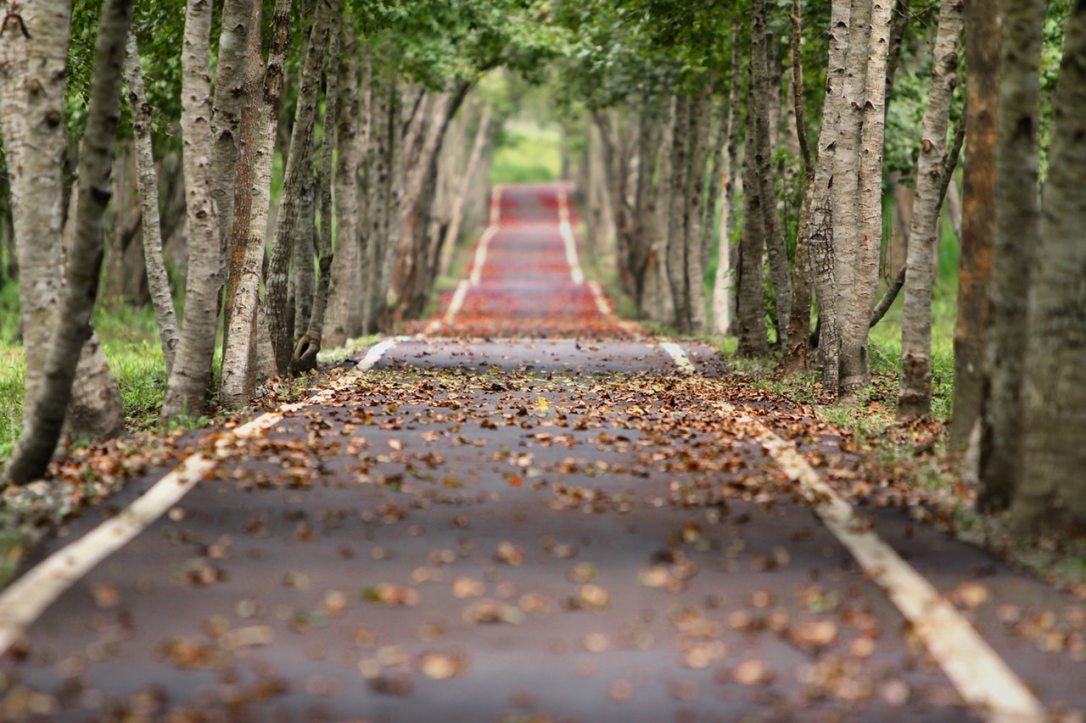 woodland-road-falling-leaf-natural-38537